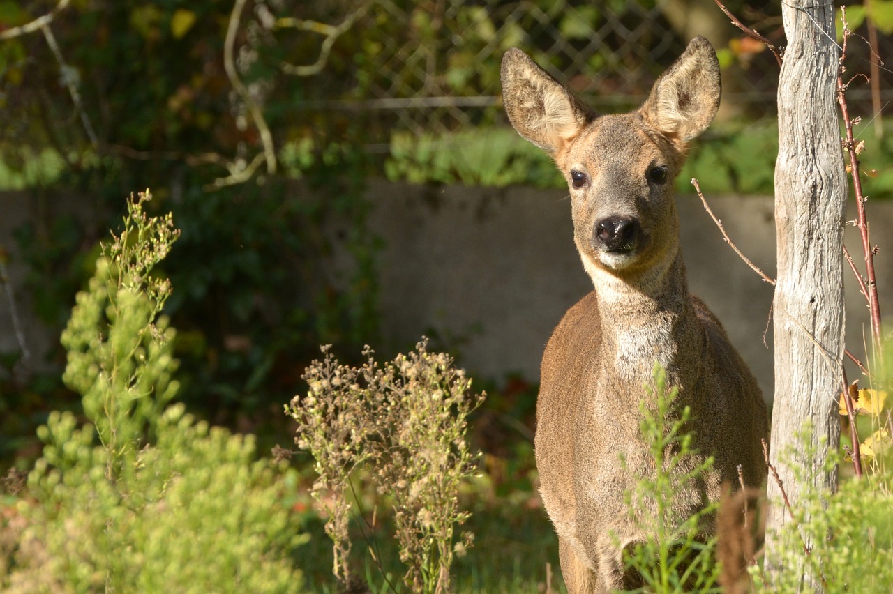 Image - nature deer animals garden forest