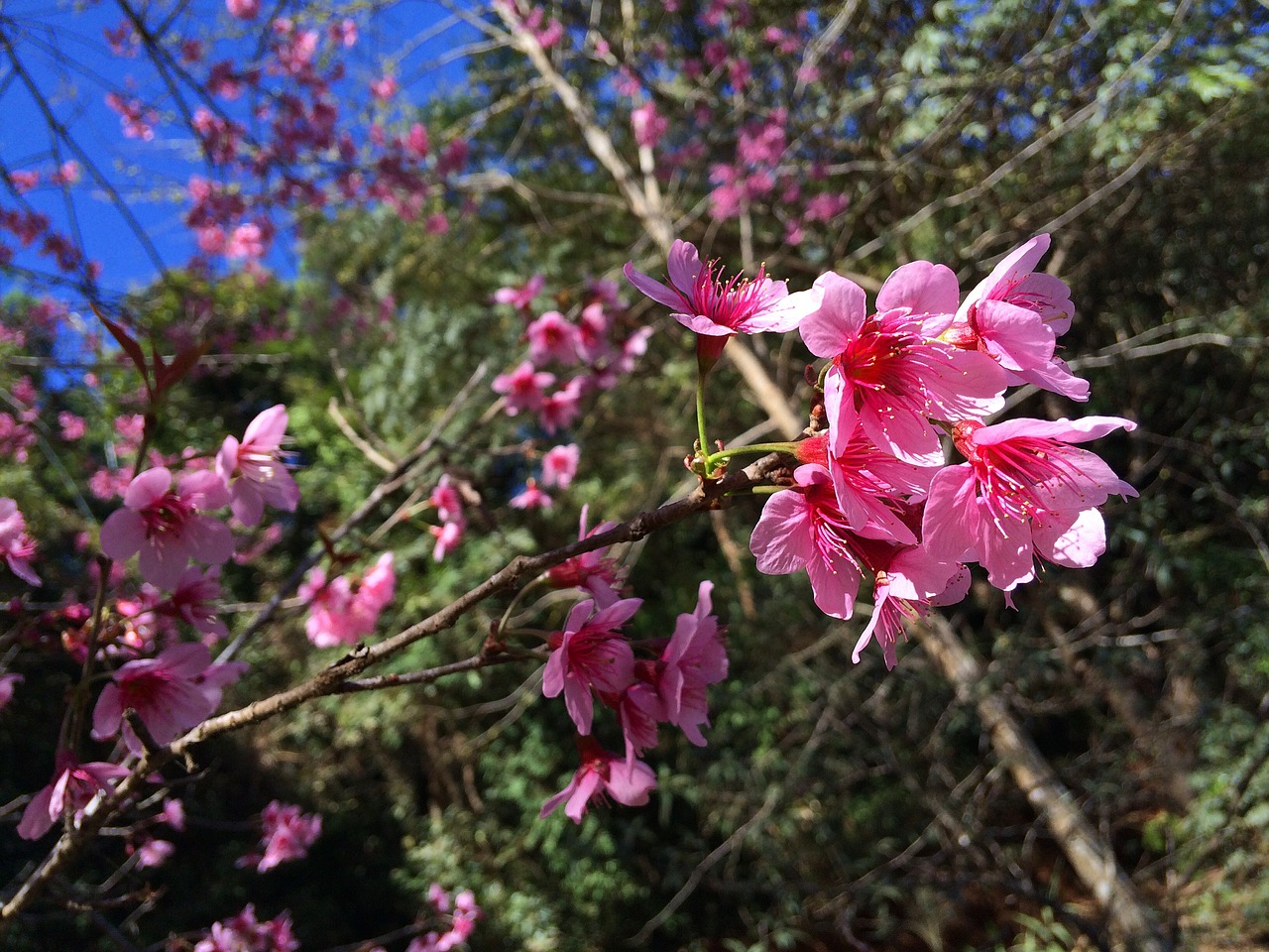 Image - flowers beautiful sakurai pink