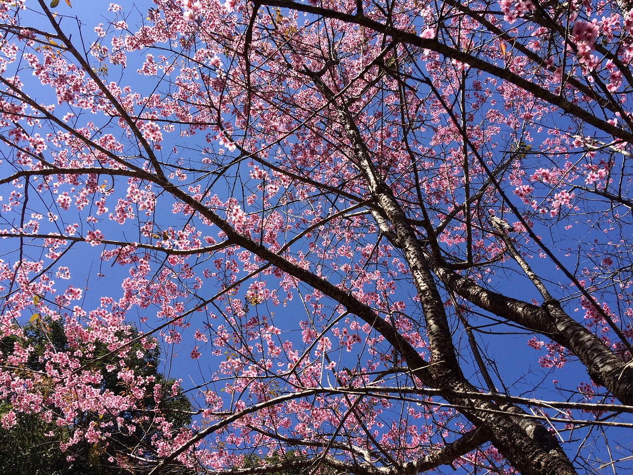 Image - flowers beautiful sakurai pink