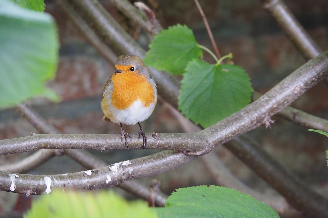 Image - robin birds nature songbird close