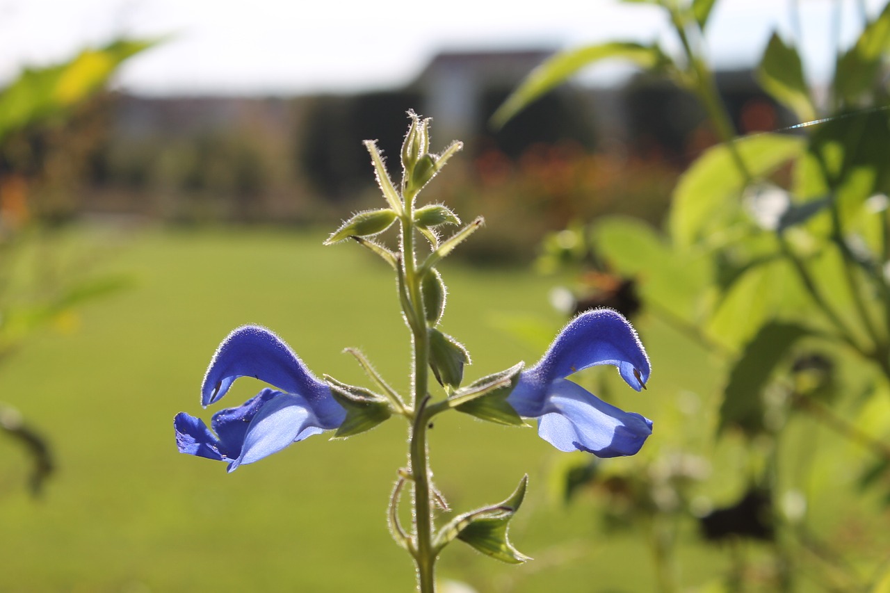 Image - augarten vienna park