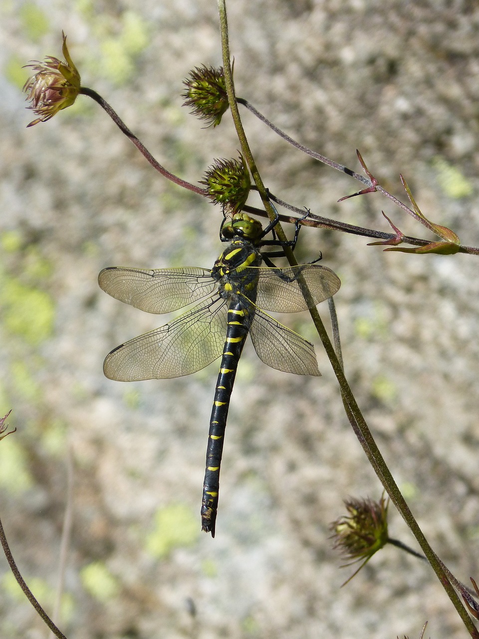 Image - dragonfly dragonfly tiger