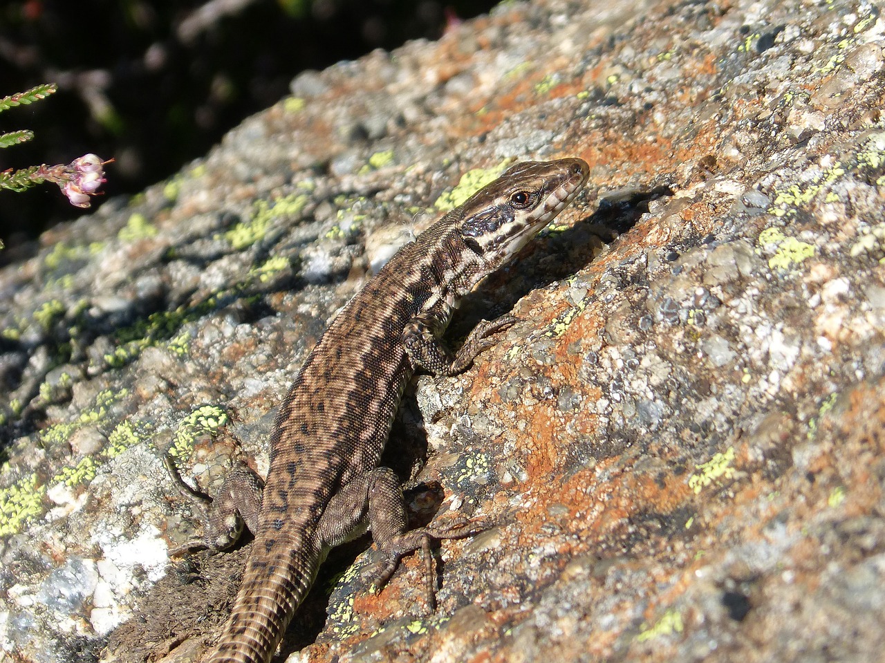 Image - lizard podarcis hispanica