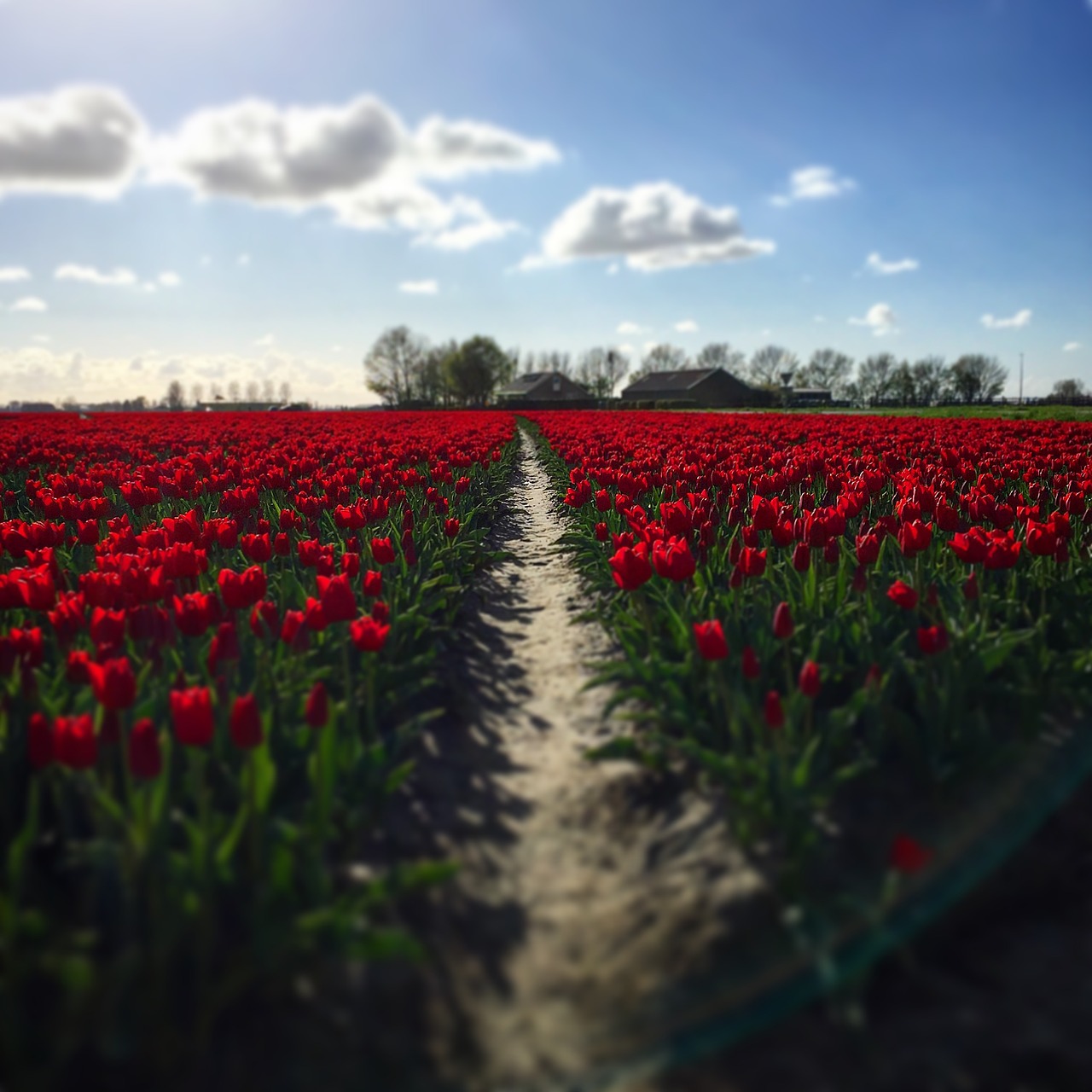 Image - tulips red summer flowers skies