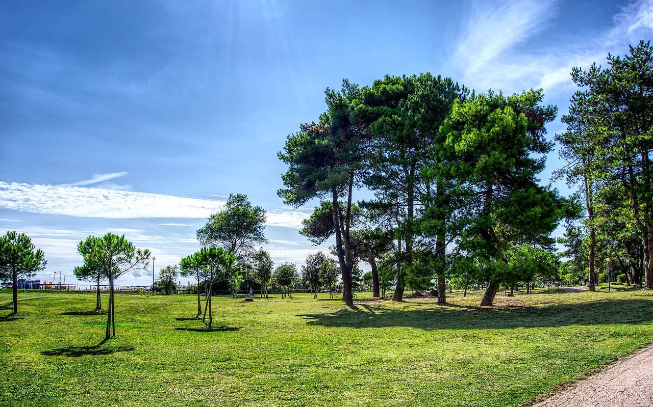 Image - tree meadow sky blue sun