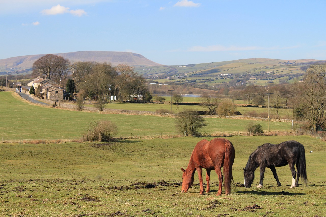 Image - horses pendle hill lancashire colne