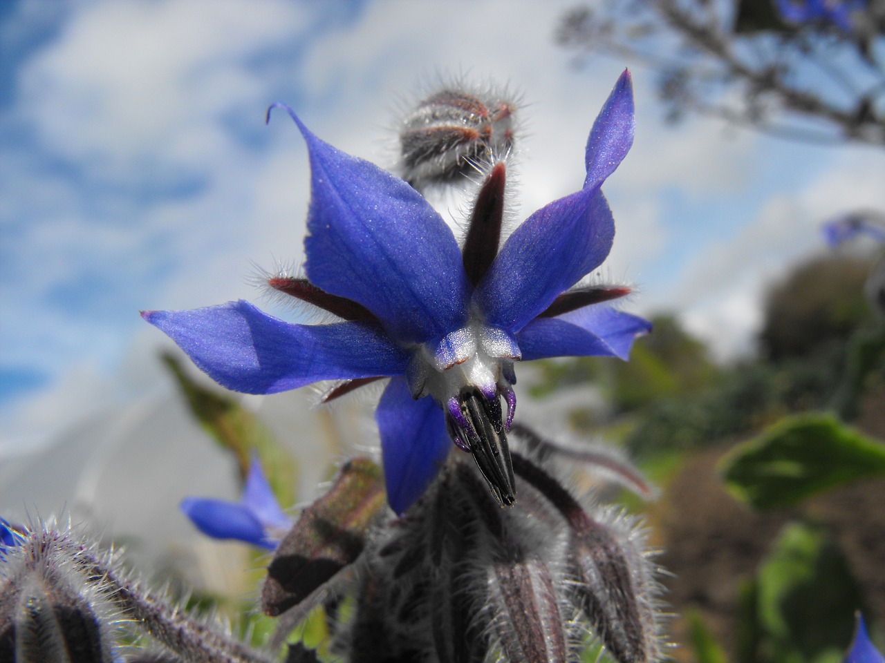 Image - purple ireland summer farm cork