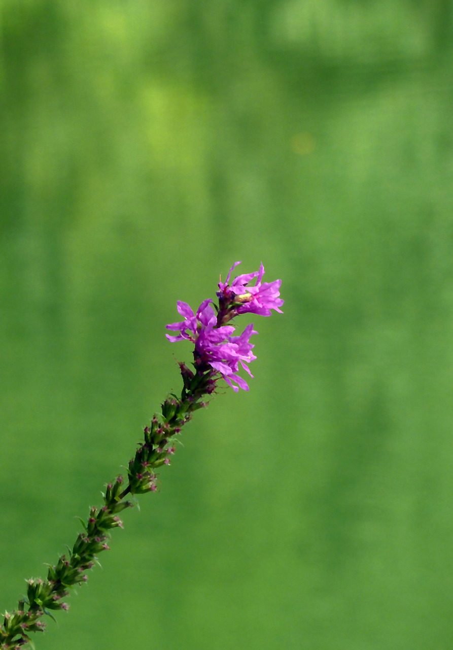 Image - blossom bloom lake autumn nature