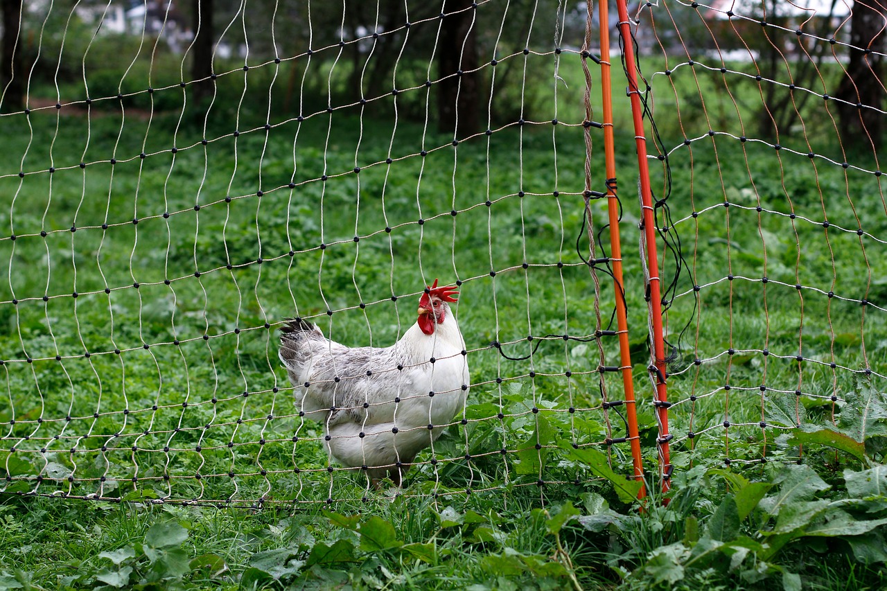 Image - bio chicken permaculture