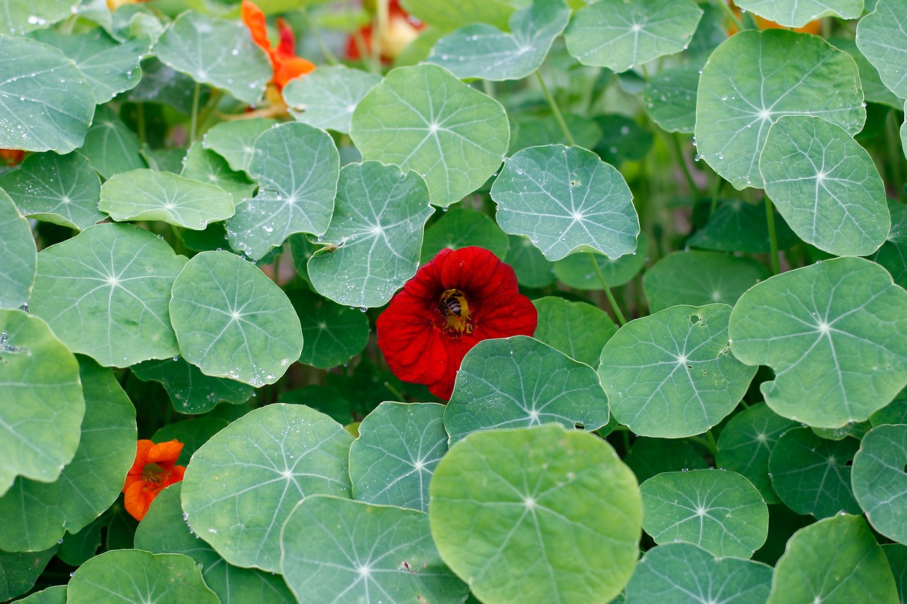 Image - nasturtium cress eat edible food