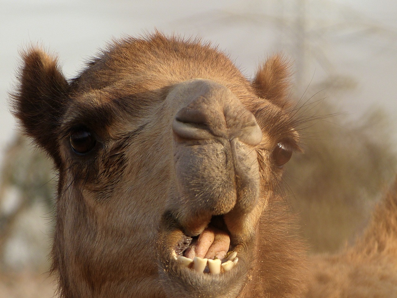 Image - emirates camel desert safari