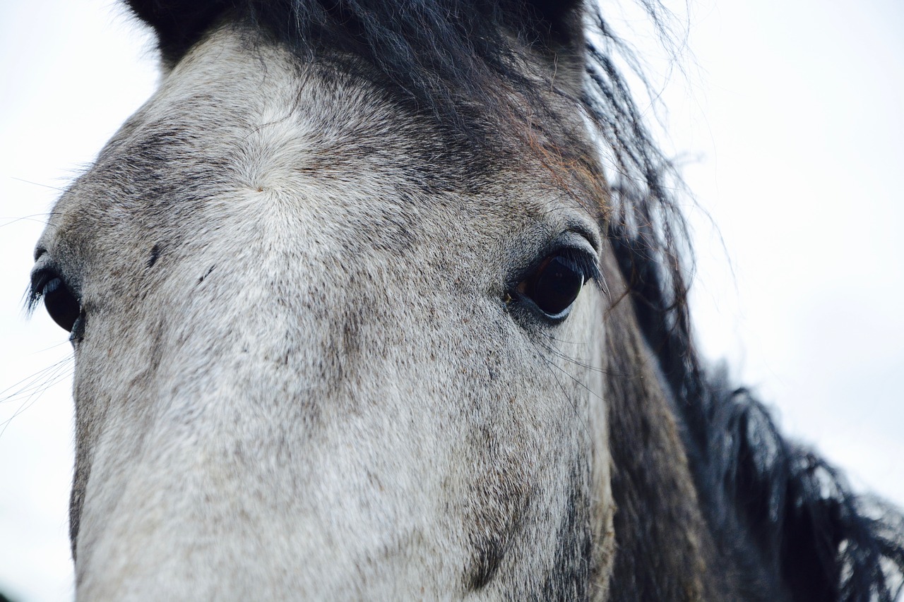 Image - horse portrait head chamfer mane