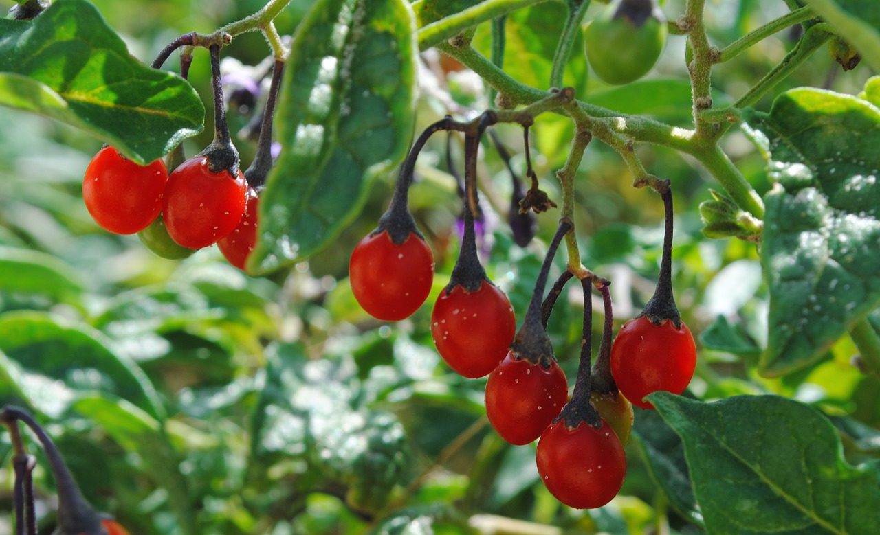 Image - berry leaves summer fruit shrub