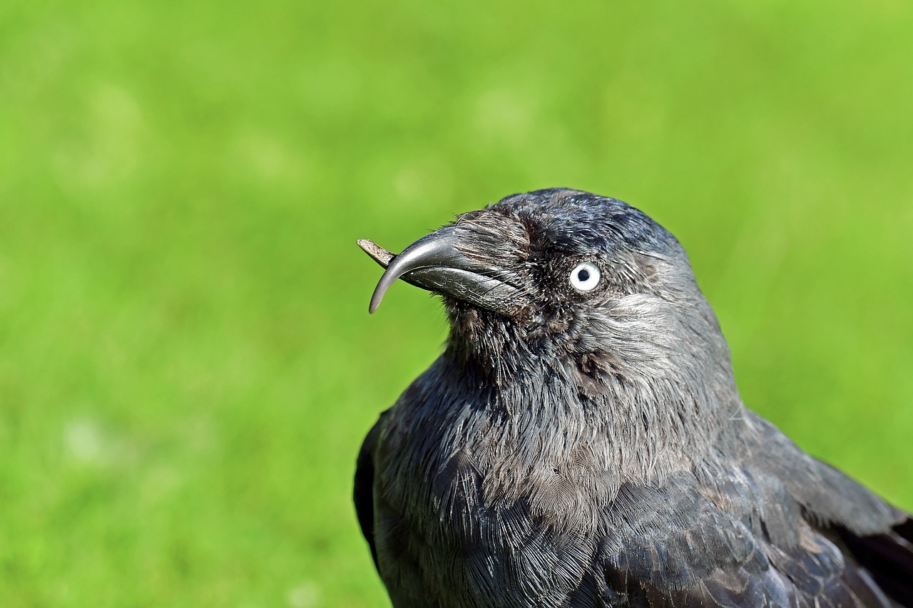 Image - jackdaw beak abnormality bird