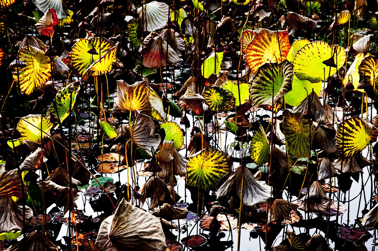 Image - lotus sunshine leaves