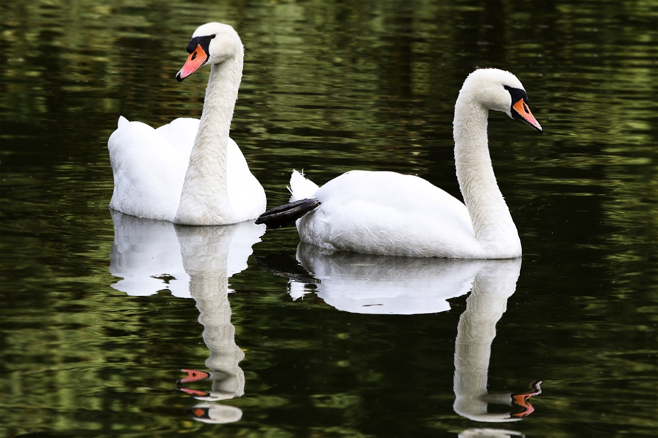 Image - swans lovers laubach castle park