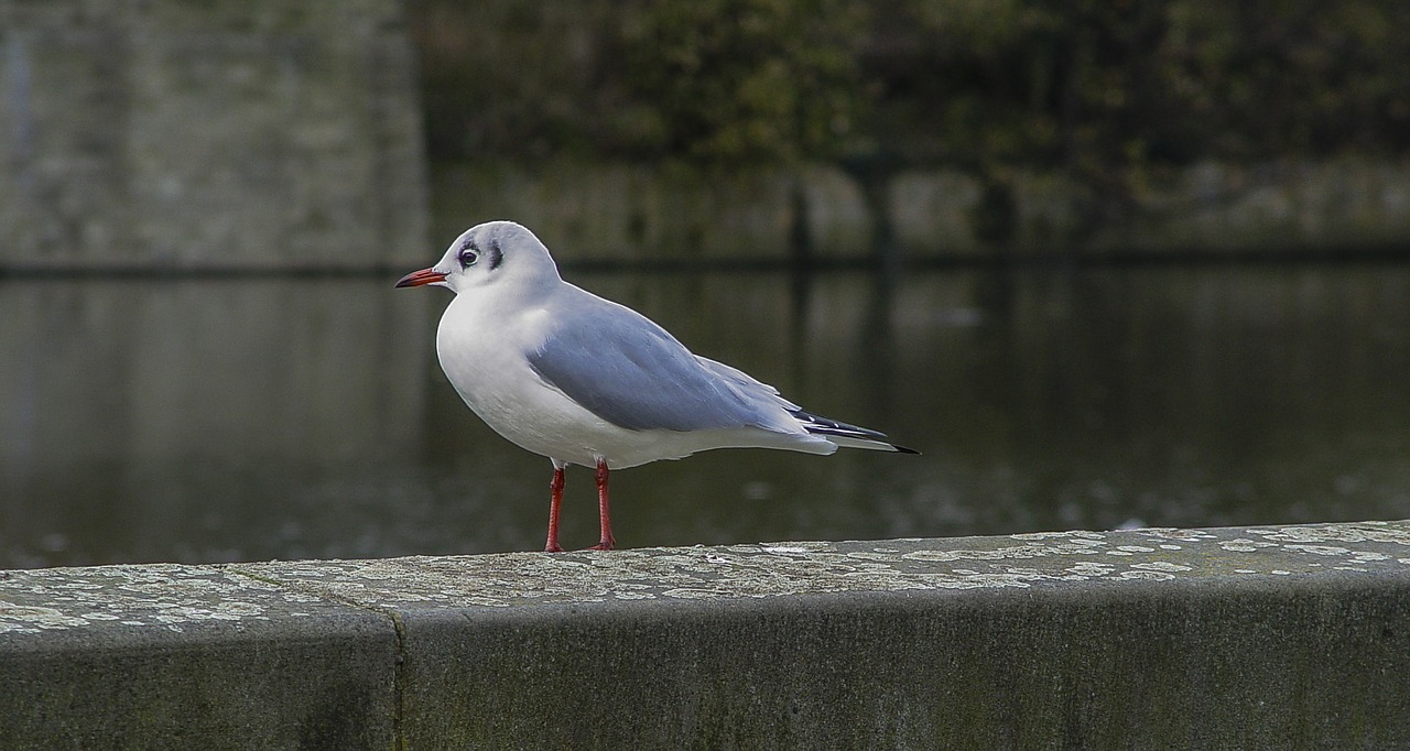 Image - bird gull ornithology nature water