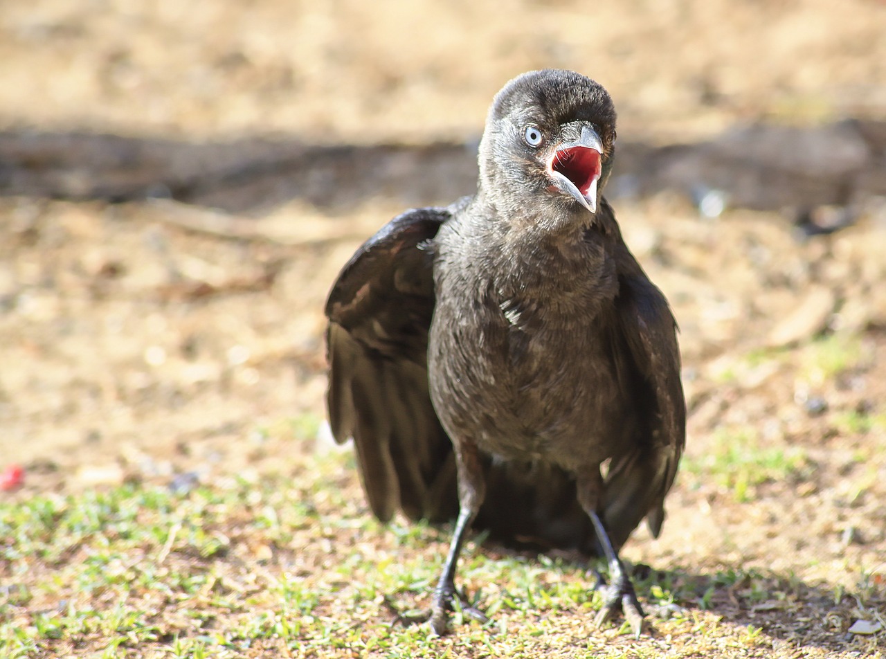 Image - bird corneille wild animal animals