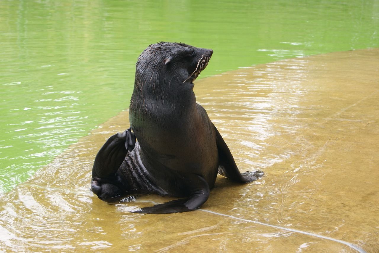 Image - seal dog water