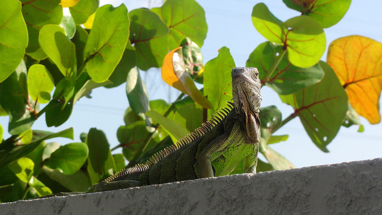 Image - lizard keys marathon america usa