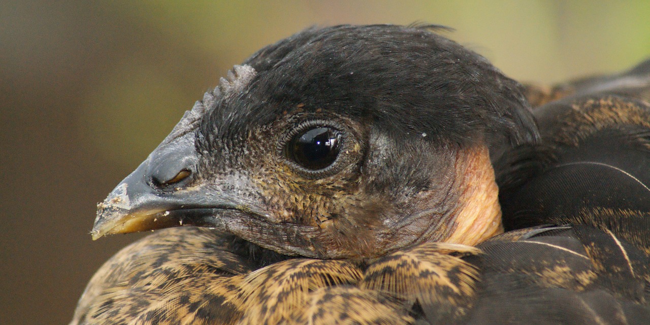 Image - ave head peak chicken