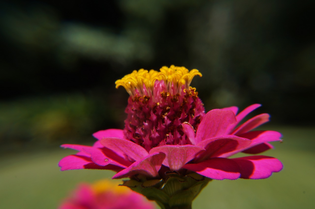 Image - garden botany el salvador nature