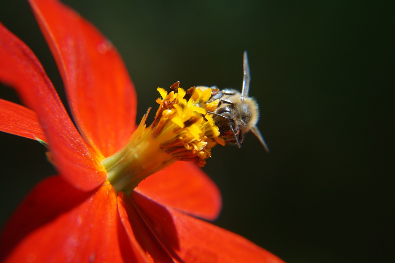 Image - bee pollination leaves petals