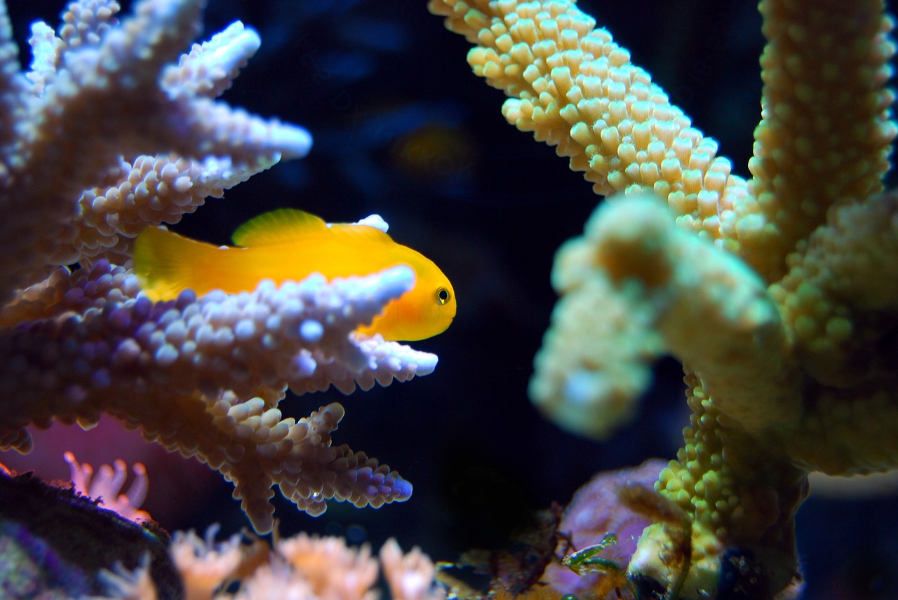 Image - coral reef sea underwater fish
