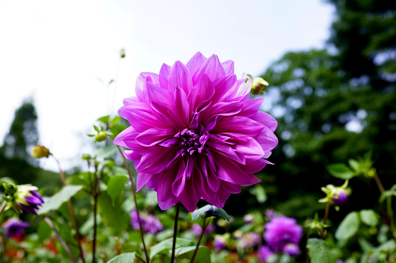 Image - purple flowers autumn petal affix