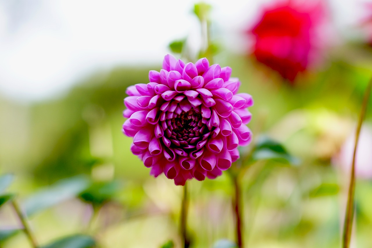 Image - autumn flowers purple wildflower