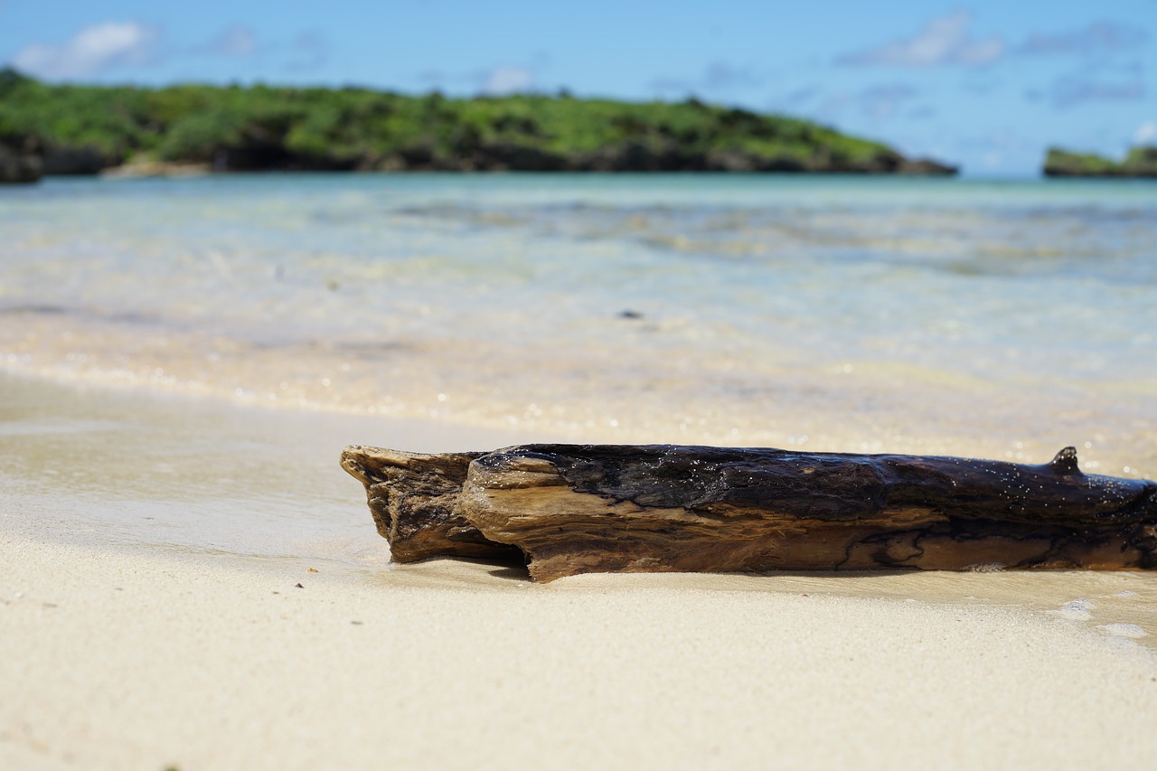 Image - sandy coast sea driftwood blue sky