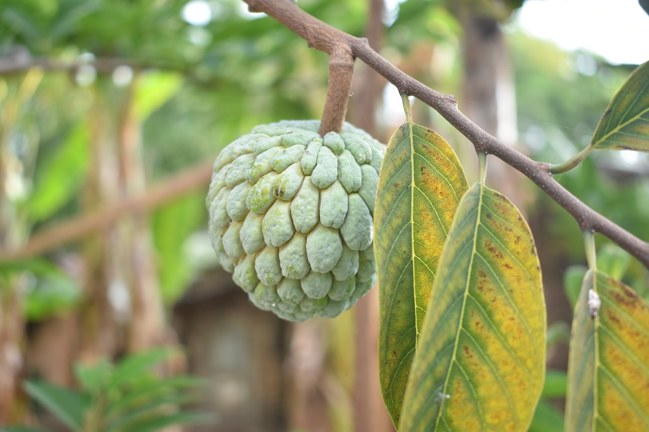 Image - sugar apple fruit raw green garden