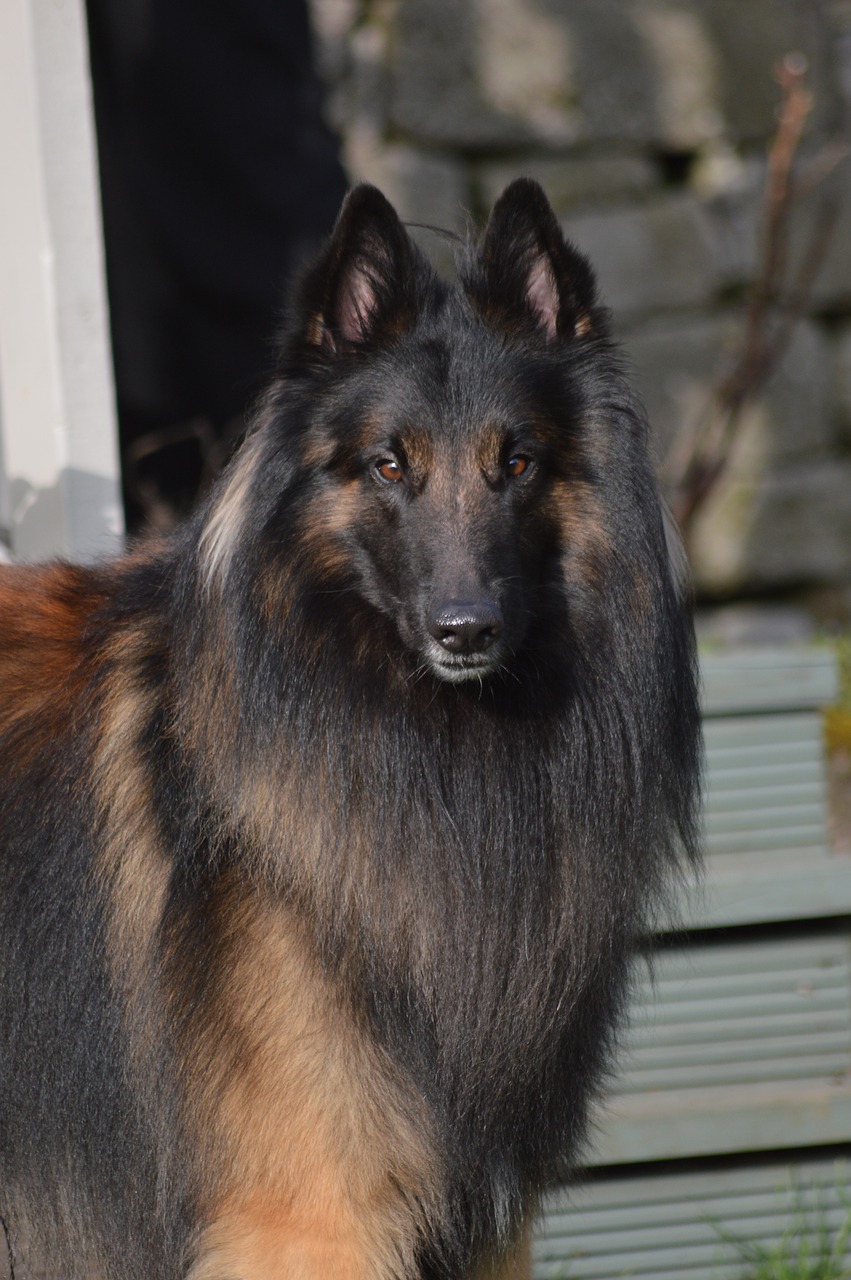 Image - belgian shepherd male