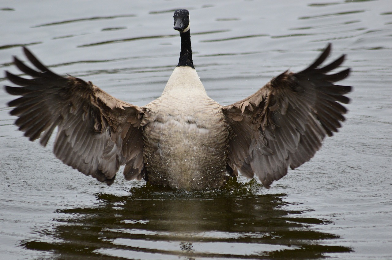 Image - goose standing on water