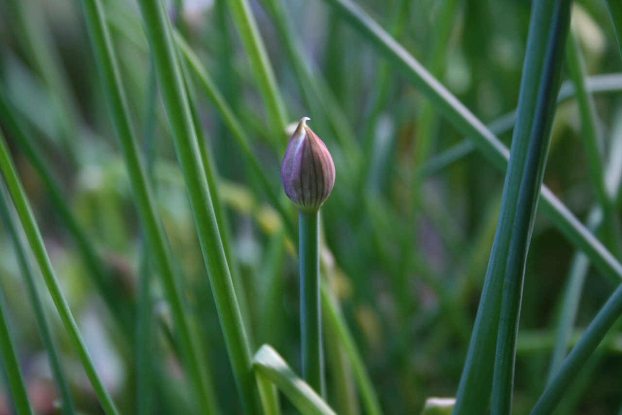 Image - chives bud leek green purple