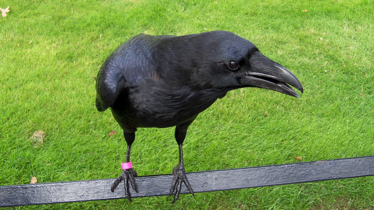 Image - crow raptors birds tower of london