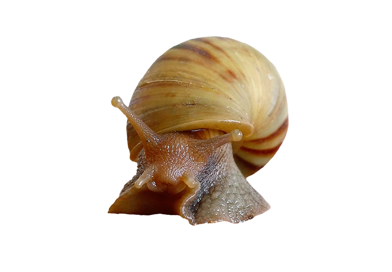 Image - snail shell molluscs reptiles