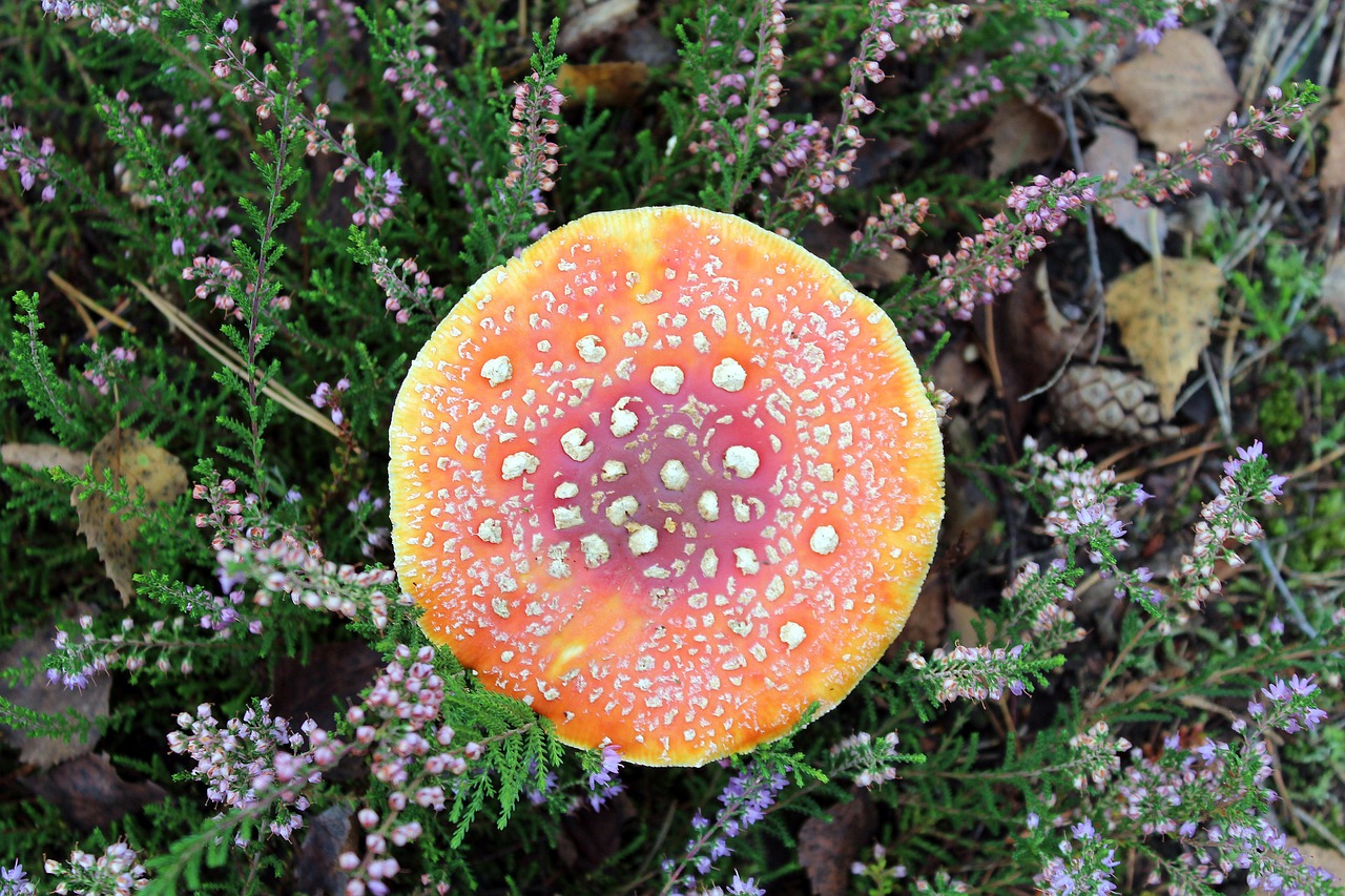 Image - amanita forest mushroom