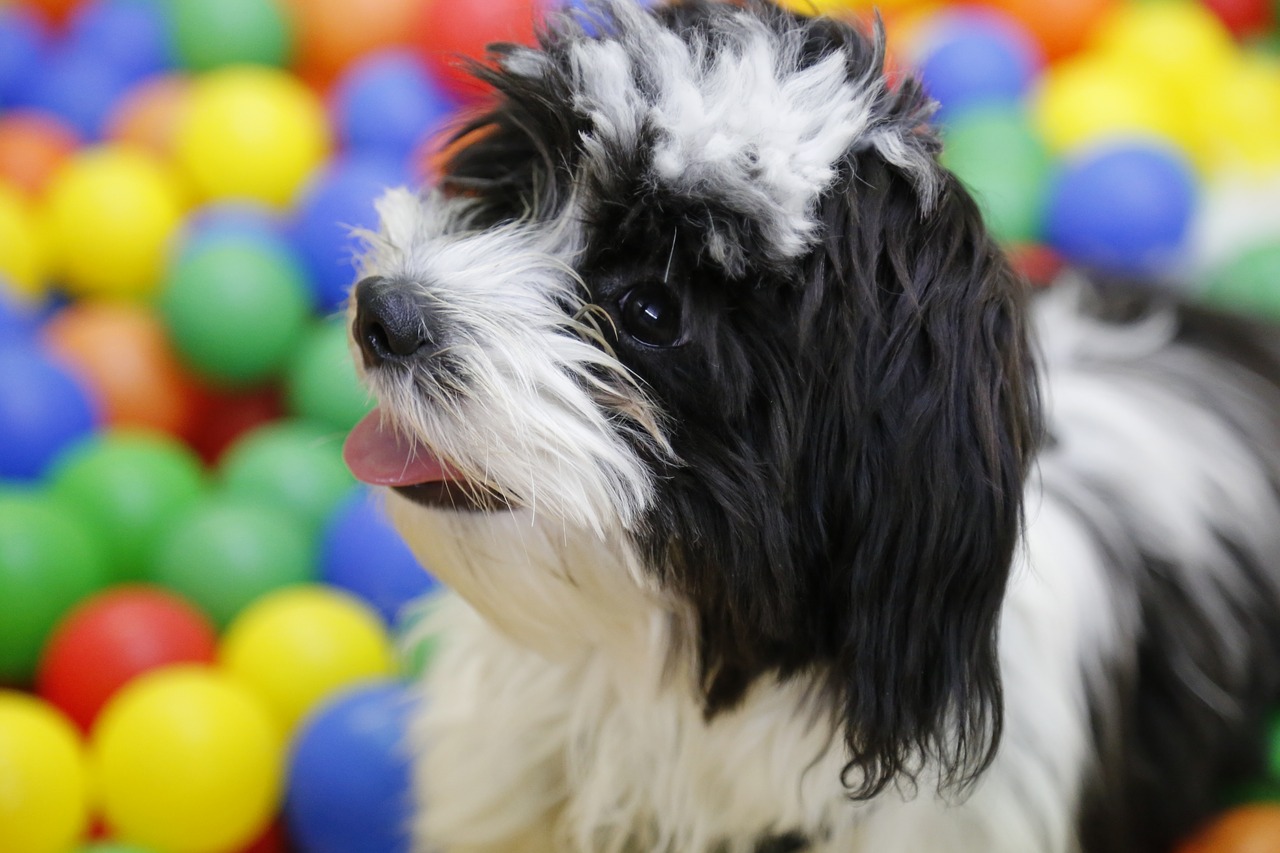 Image - dog puppy shih tzu tibetan terrier