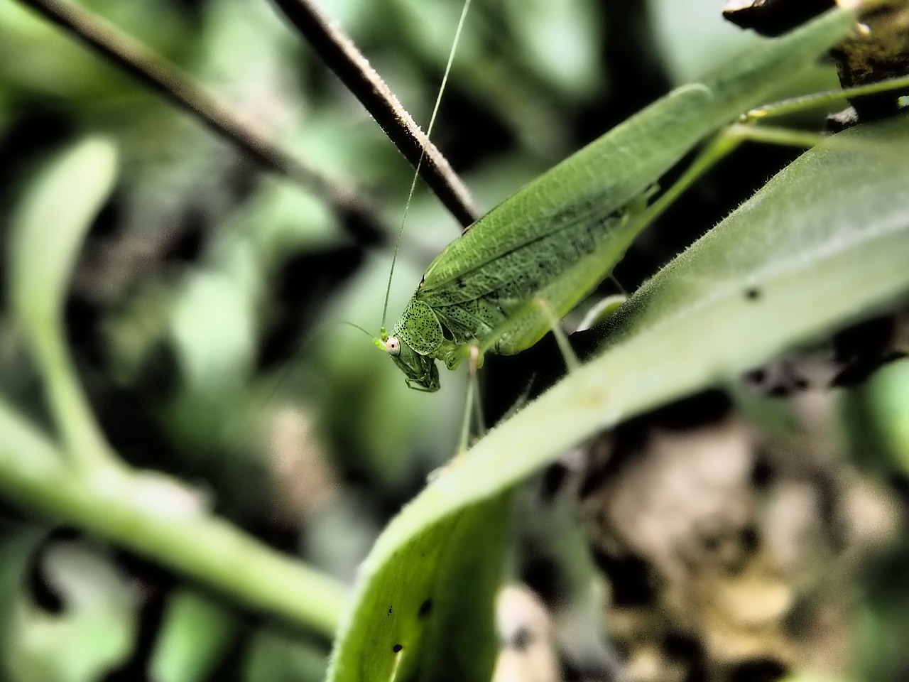 Image - grasshopper garden insect dramatic