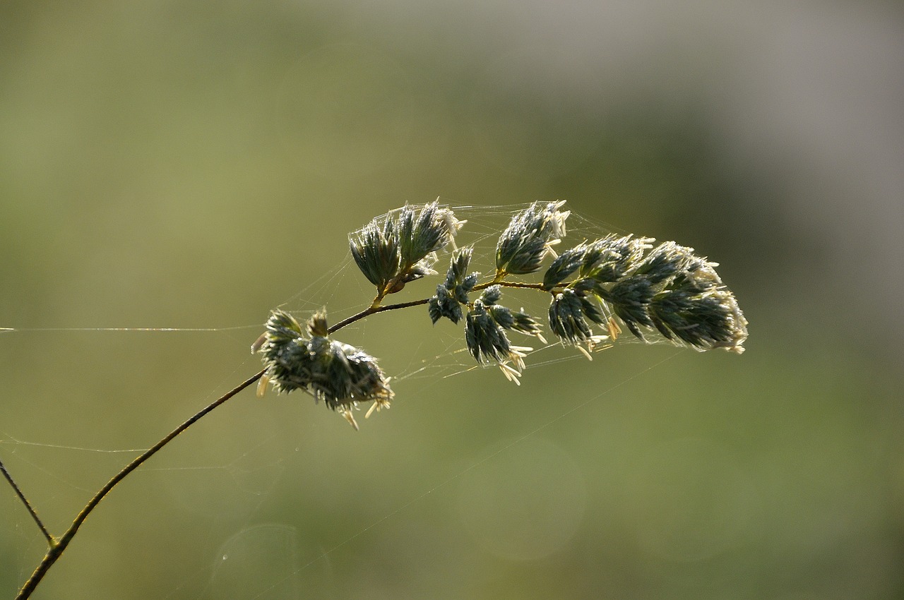 Image - meadow spin would drop of water