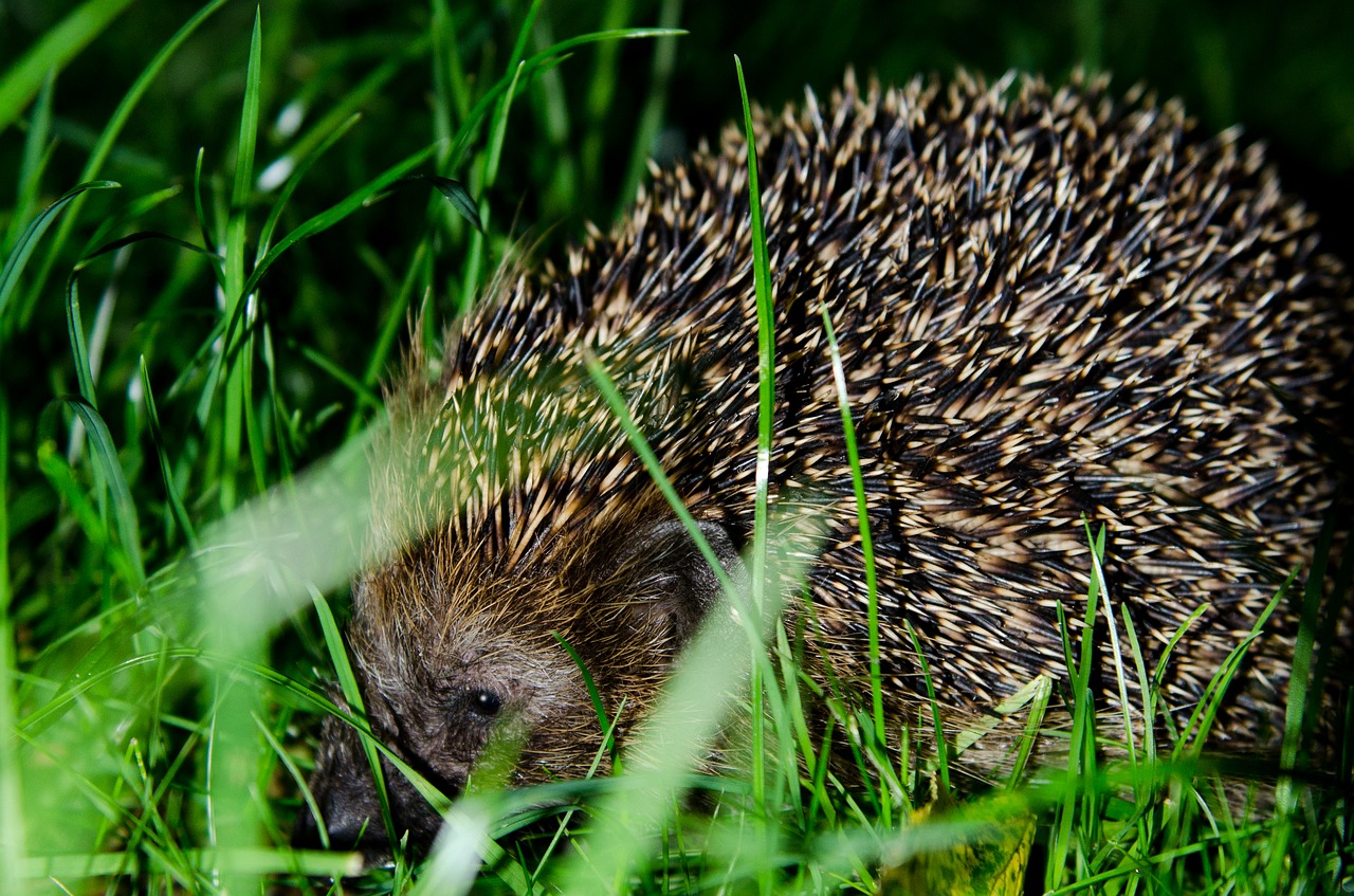 Image - hedgehog garden nature animal
