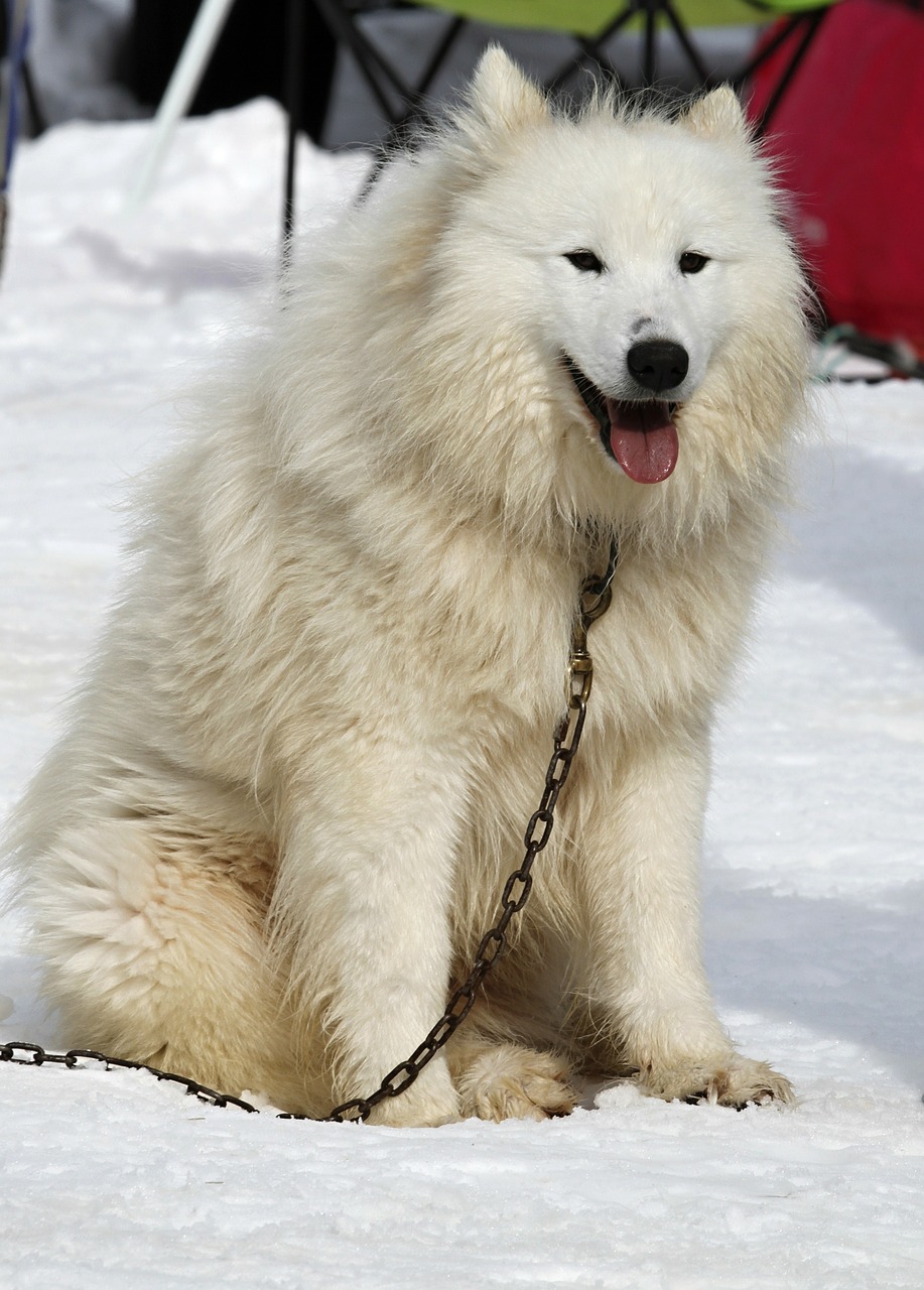 Image - husky dog white face eyes fur