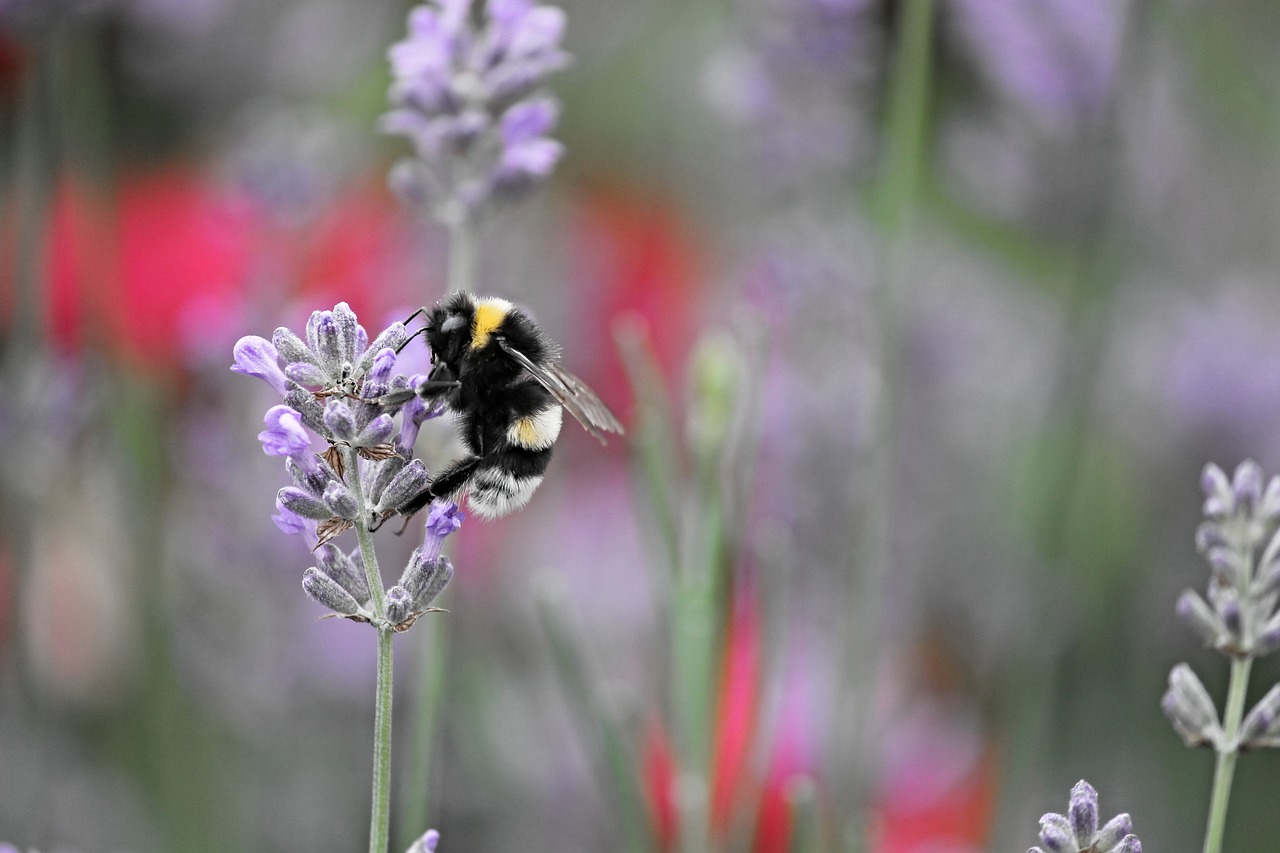 Image - fictional hummel insect nature