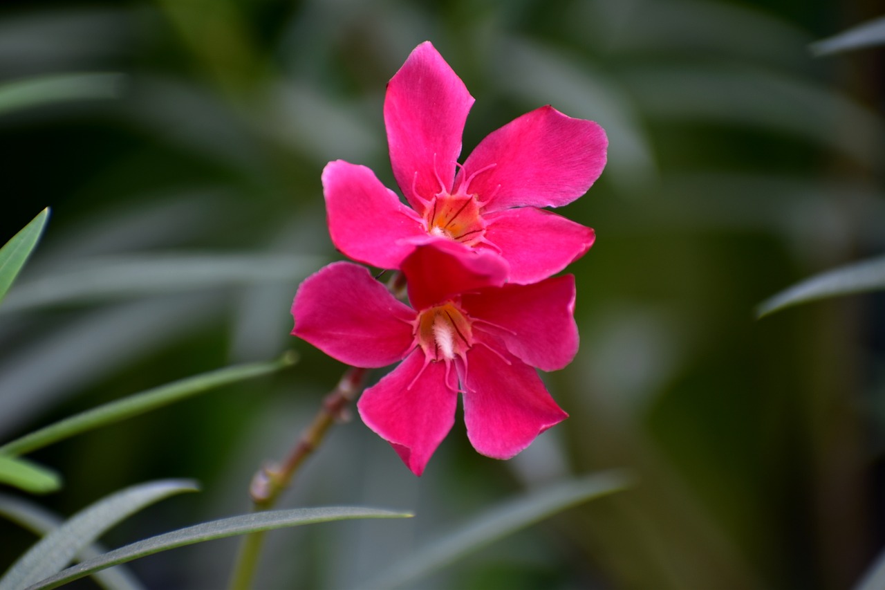 Image - desert rose sabi star impala lily