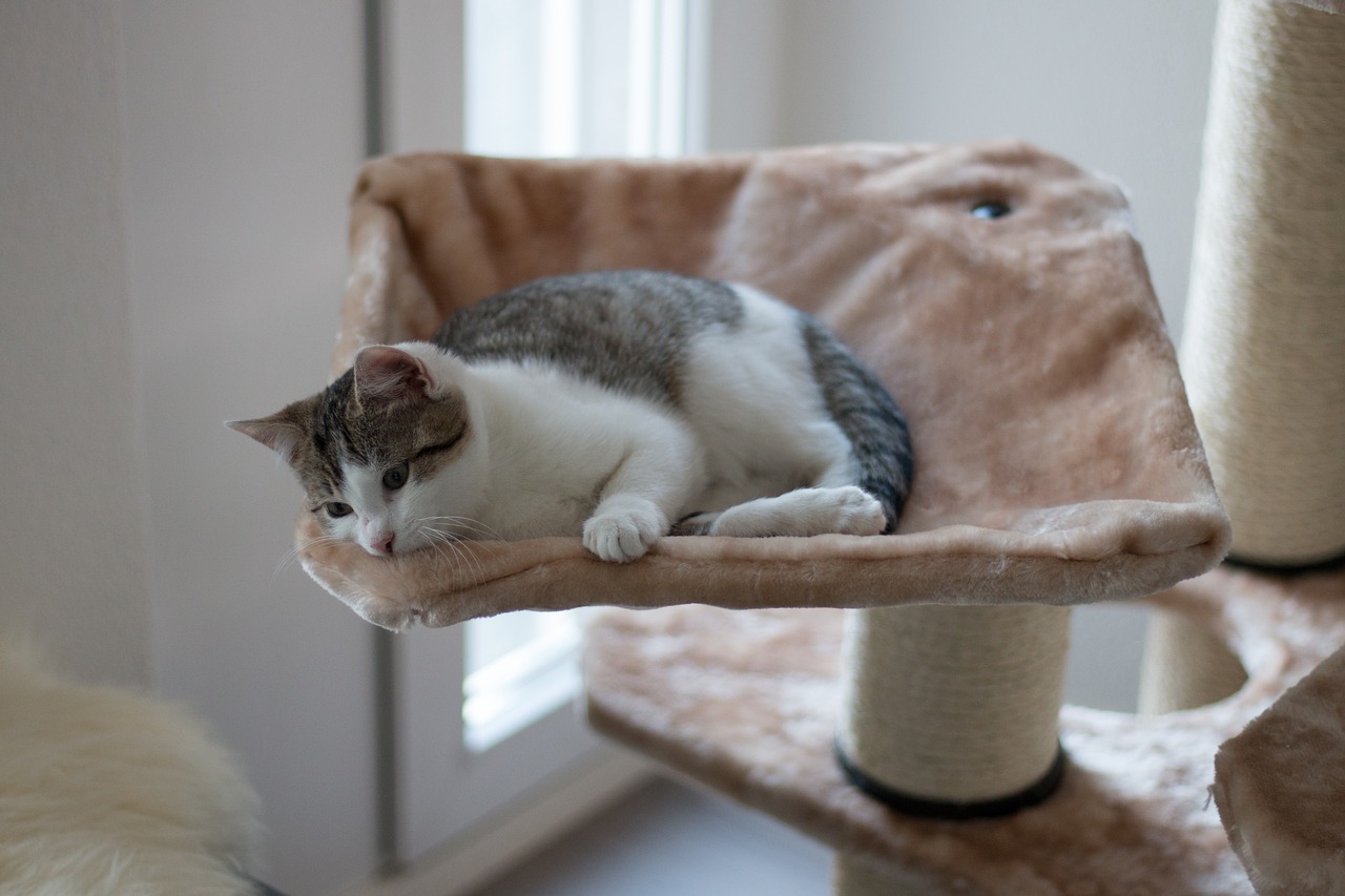 Image - kitten cat tree mieze sleep cute