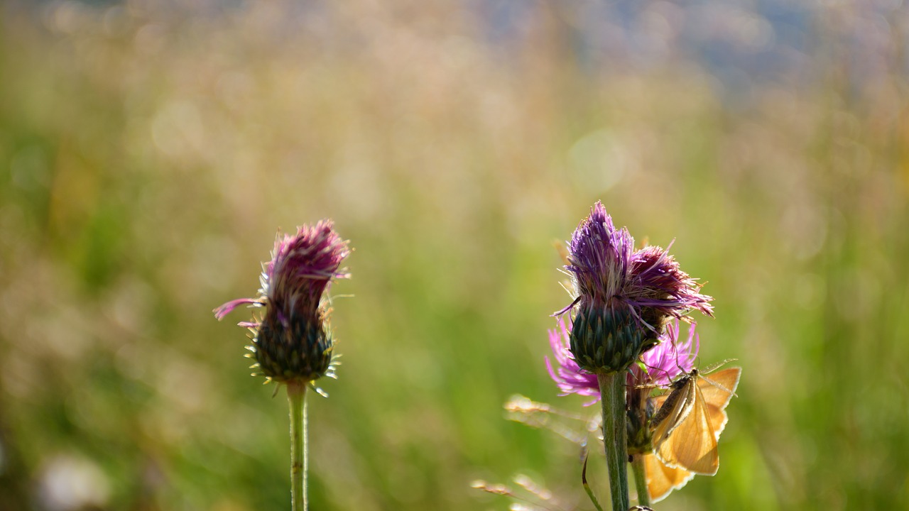 Image - flower nature thistle purple plant