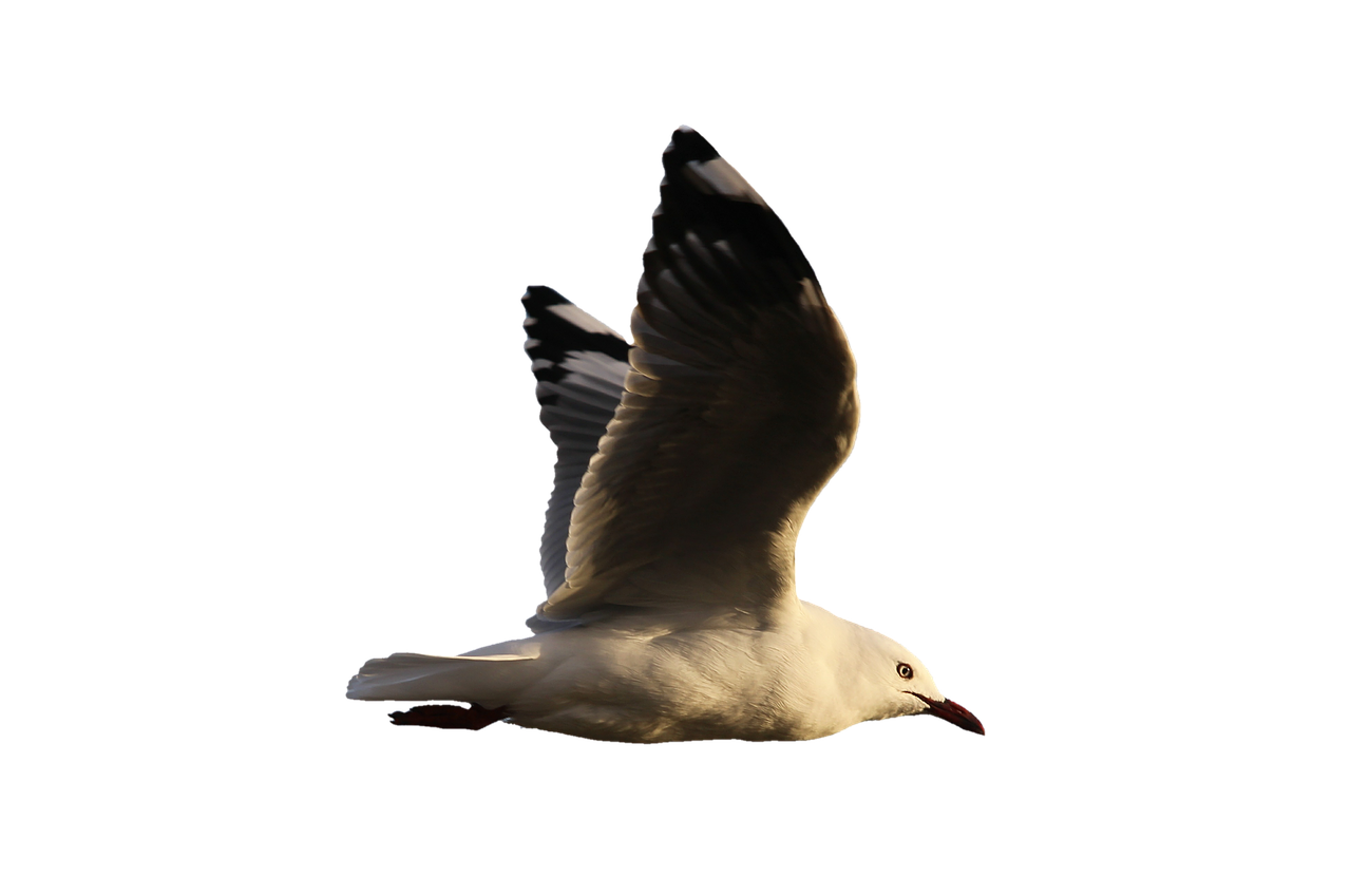 Image - seagull water bird seevogel plumage