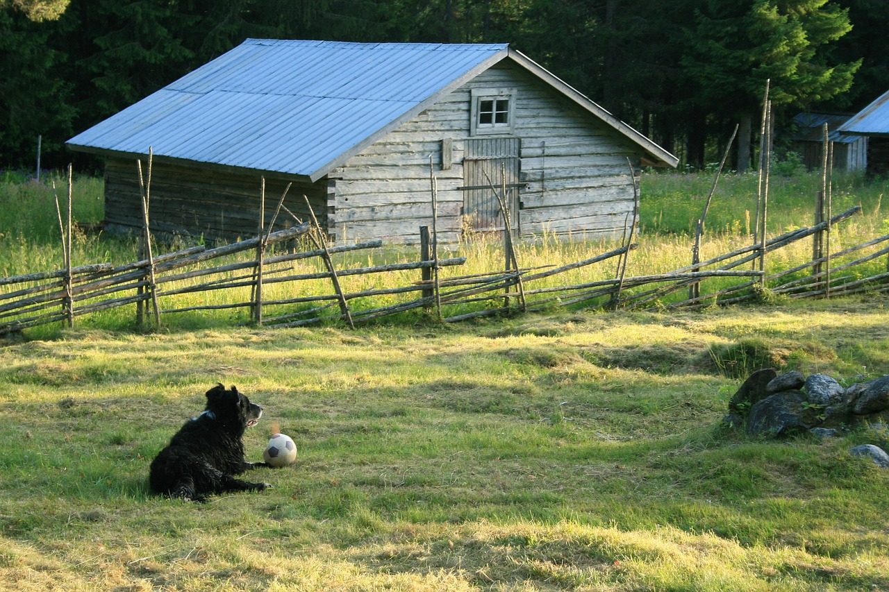 Image - dog sunset summer landscapes