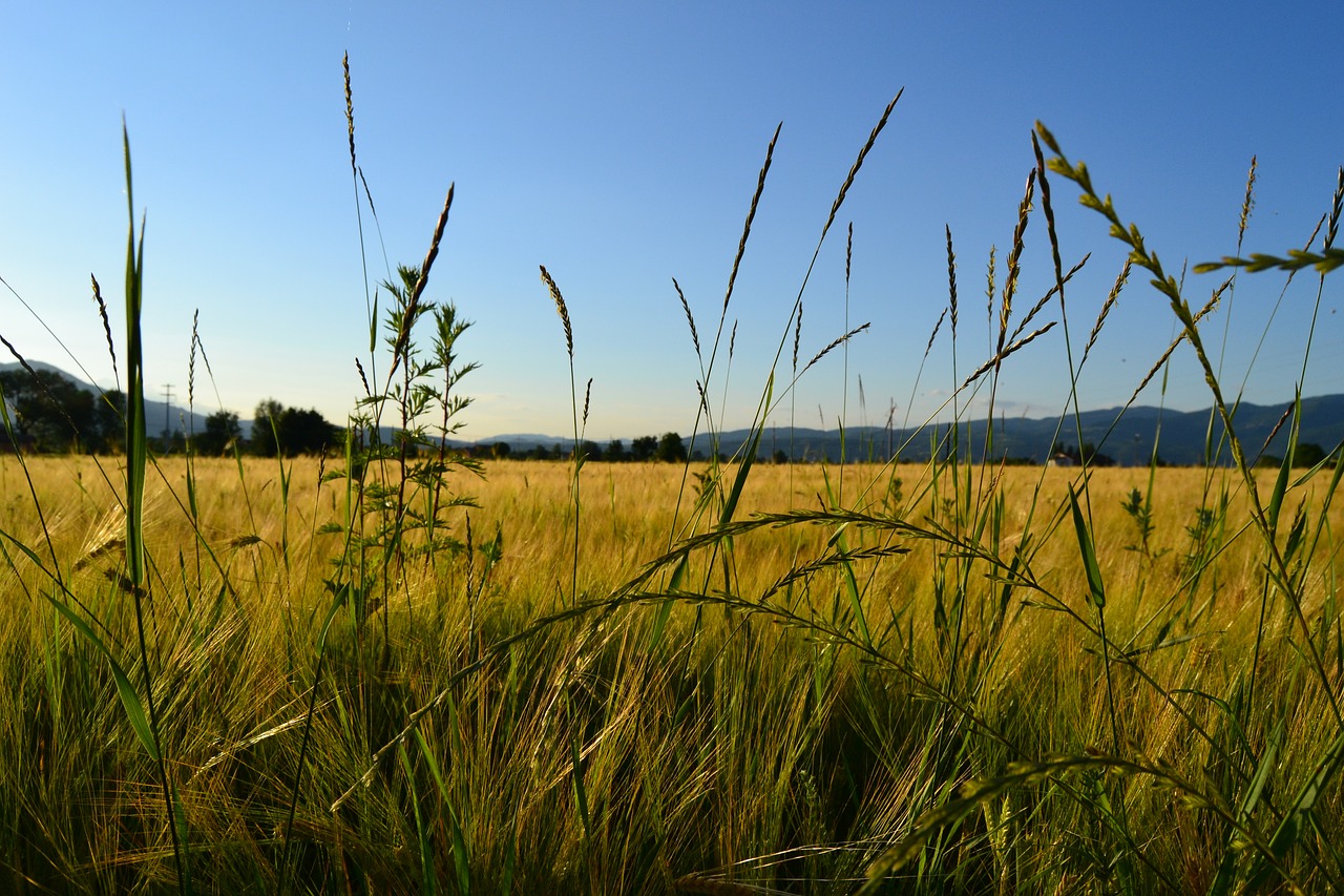 Image - wheat rieti field